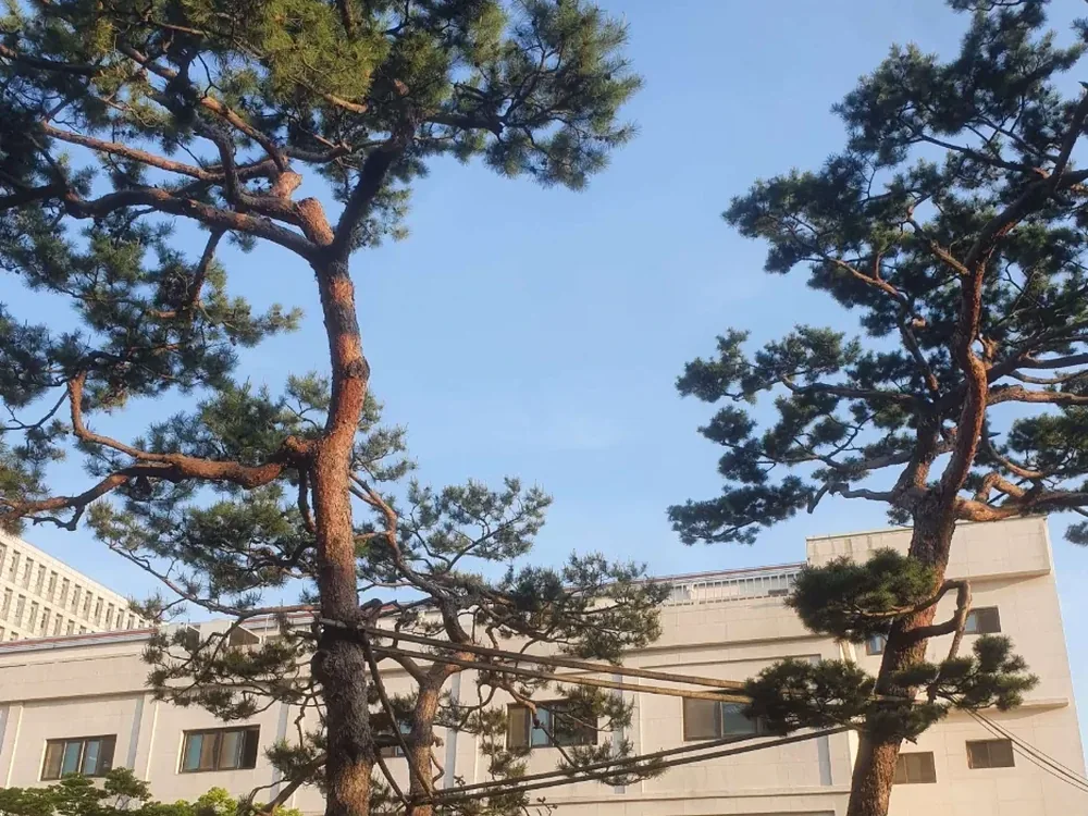 한성대학교 교정의 소나무 두 그루